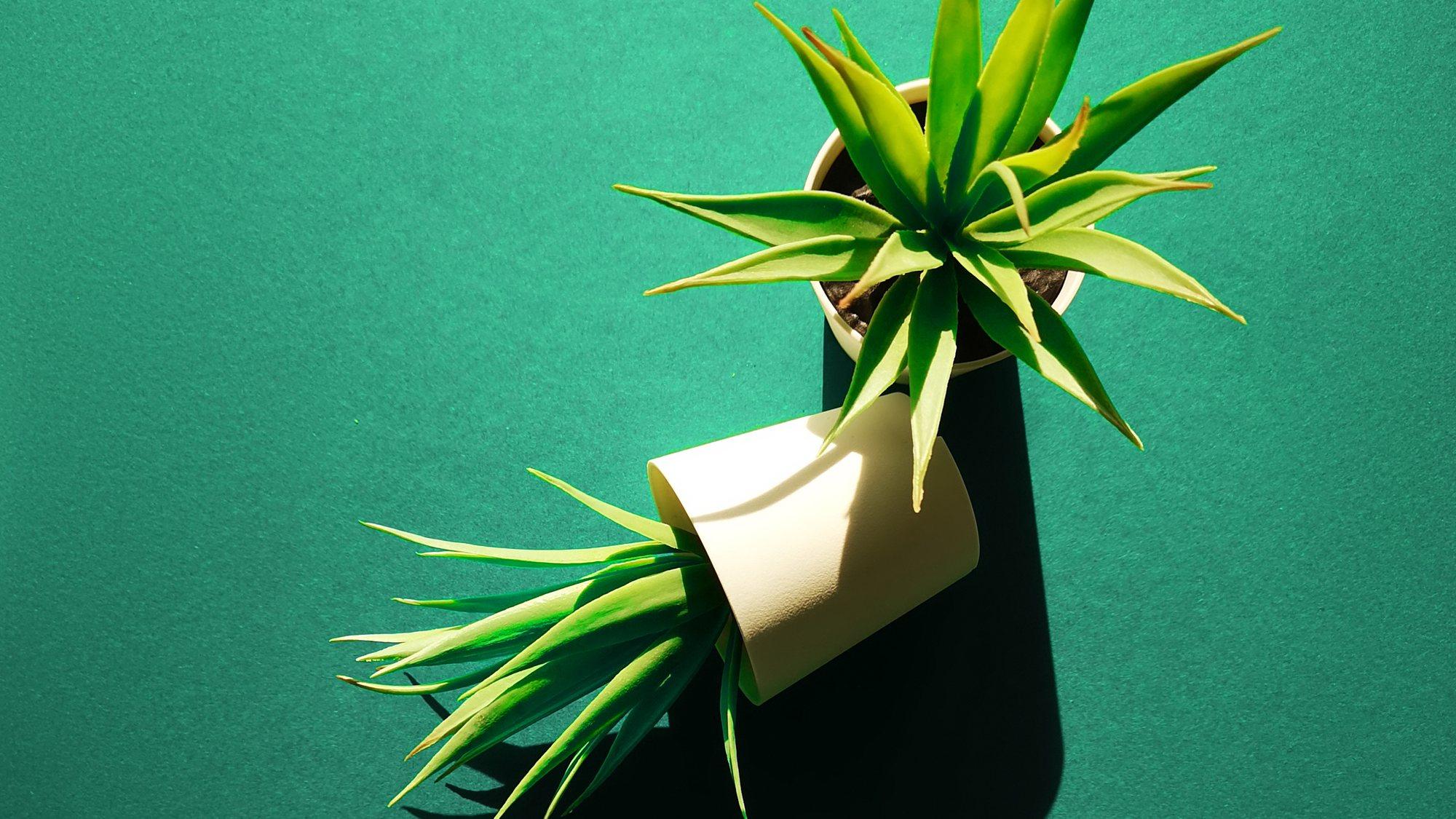 An aloe in a white pot on a deep green ground, lit hard from one side so it throws a long shadow across the frame, with a curl of pale card resting against it.